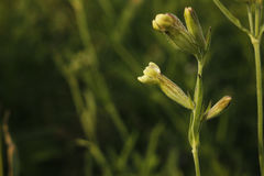 Silene repens