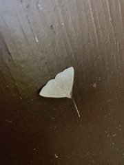 Zanclognatha pedipilalis