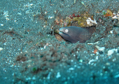 White-eyed Moray (Gymnothorax thyrsoideus)