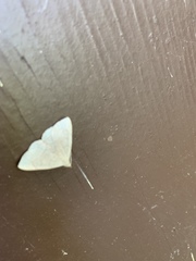 Zanclognatha pedipilalis