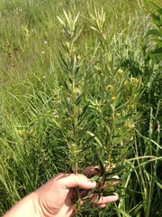Lespedeza leptostachya