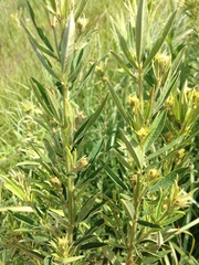 Lespedeza leptostachya