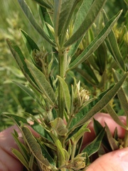 Lespedeza leptostachya