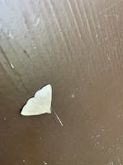 Zanclognatha pedipilalis