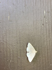 Zanclognatha pedipilalis