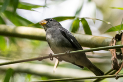 Temminck's Seedeater photo 4