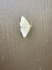 Zanclognatha pedipilalis