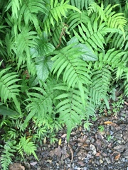 Christella subpubescens