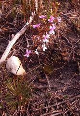 Stylidium lineare