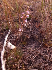 Stylidium lineare