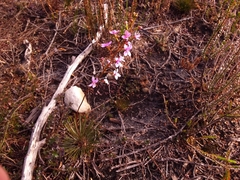 Stylidium lineare