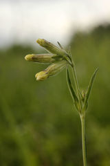 Silene repens