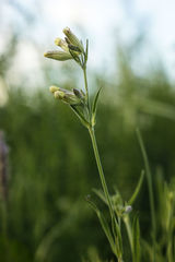 Silene repens