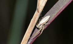 Runcinia acuminata