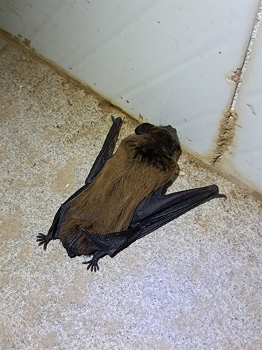 Leisler's Noctule (Nyctalus leisleri)