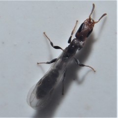 Pseudomyrmex cubaensis