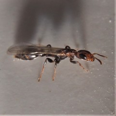 Pseudomyrmex cubaensis