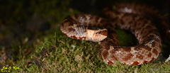 Gloydius tsushimaensis