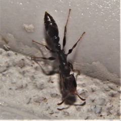 Pseudomyrmex cubaensis