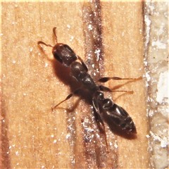 Pseudomyrmex cubaensis
