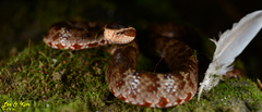 Gloydius tsushimaensis