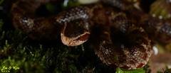 Gloydius tsushimaensis