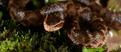 Gloydius tsushimaensis