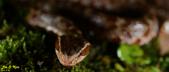 Gloydius tsushimaensis