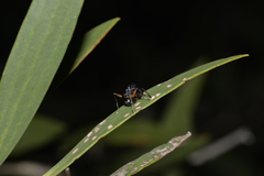 Polyrhachis femorata