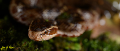 Gloydius tsushimaensis