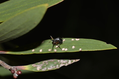 Polyrhachis femorata