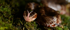 Gloydius tsushimaensis