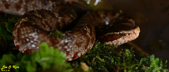 Gloydius tsushimaensis