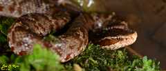 Gloydius tsushimaensis