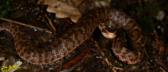Gloydius tsushimaensis