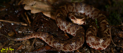 Gloydius tsushimaensis