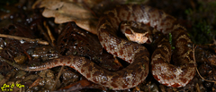 Gloydius tsushimaensis