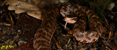 Gloydius tsushimaensis