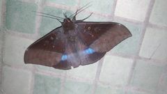 Ischyja