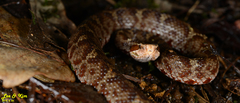 Gloydius tsushimaensis
