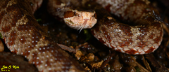Gloydius tsushimaensis