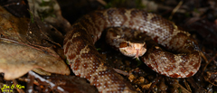 Gloydius tsushimaensis