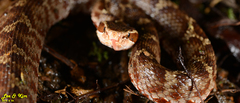 Gloydius tsushimaensis