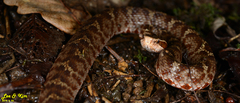 Gloydius tsushimaensis