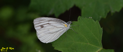 Pieris melete