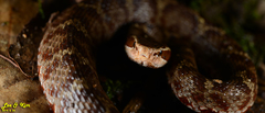 Gloydius tsushimaensis
