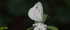 Pieris melete