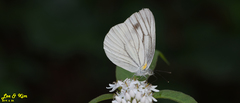 Pieris melete