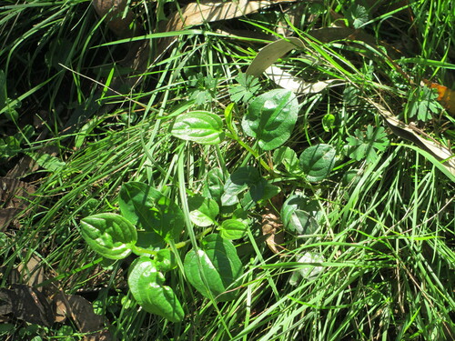 Image of Hackelia latifolia by (c) J. Sayers, some rights reserved (CC BY)