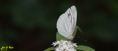 Pieris melete